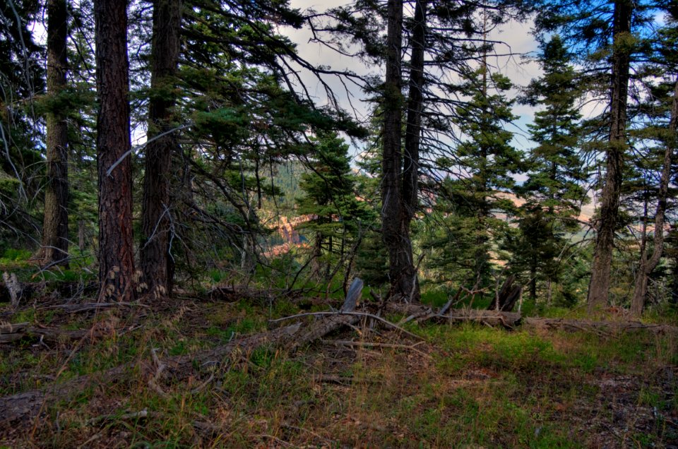 Kaibab Plateau Trail 101