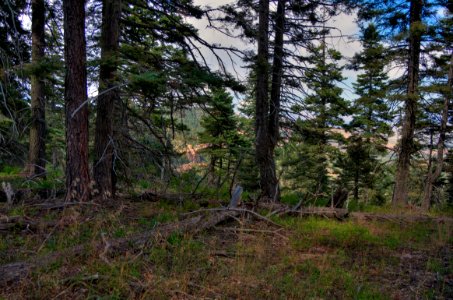 Kaibab Plateau Trail 101