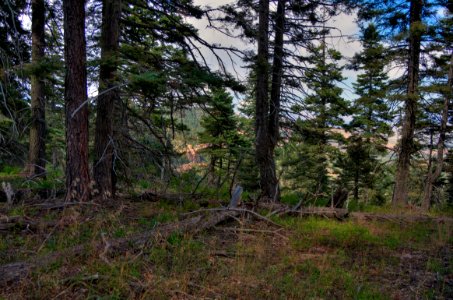 Kaibab Plateau Trail 101 photo