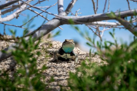 Desert spiny lizard (sceloporus magister) photo