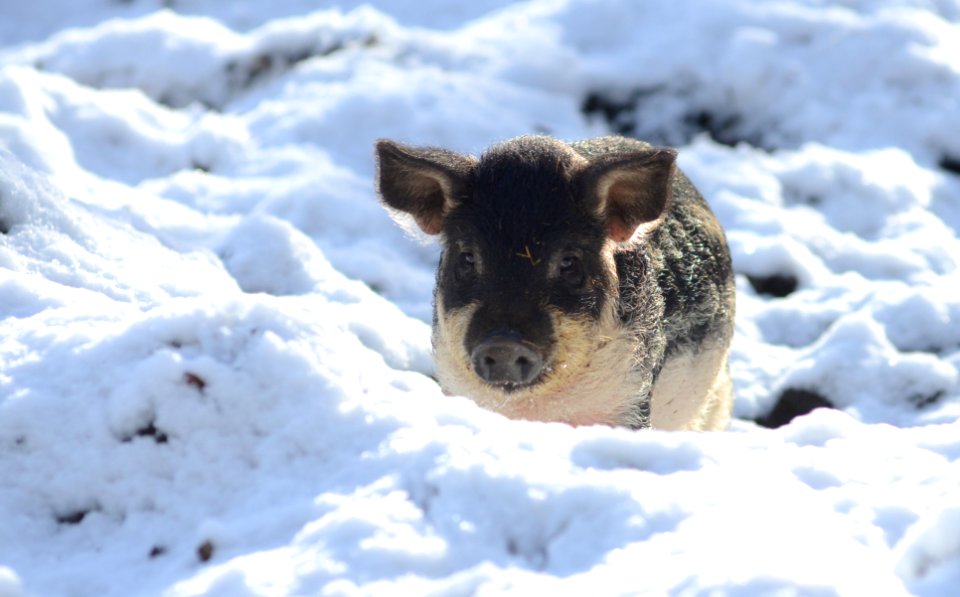 Petit cochon laineux