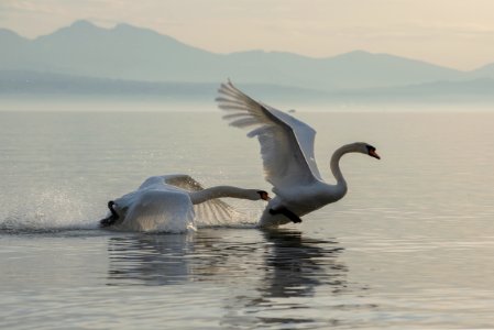 Cygnes