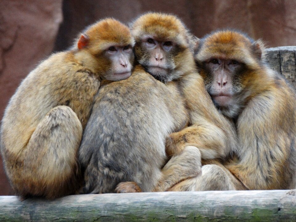 Zoo monkeys together