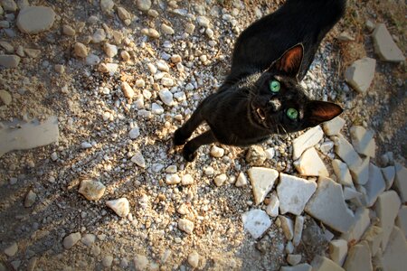 Stones black cat eyes photo