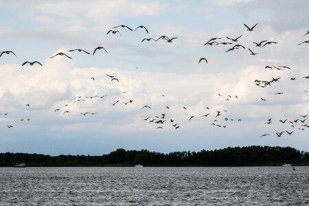 Goose grey geese water bird