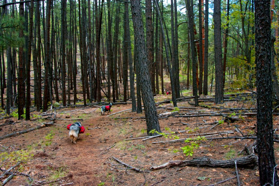 Dorsey Trail No. 7