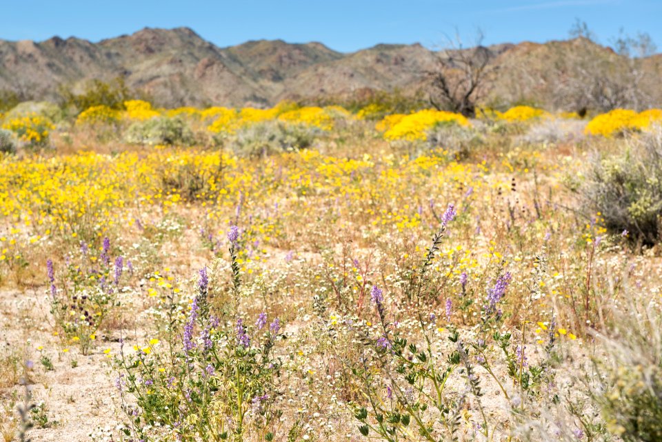 Lupine, poppies, and brittlebush blooming near Bajada Nature TrailChia, desert dandelion, and brittlebush blooming in Cottonwood Canyon; 3/24/17