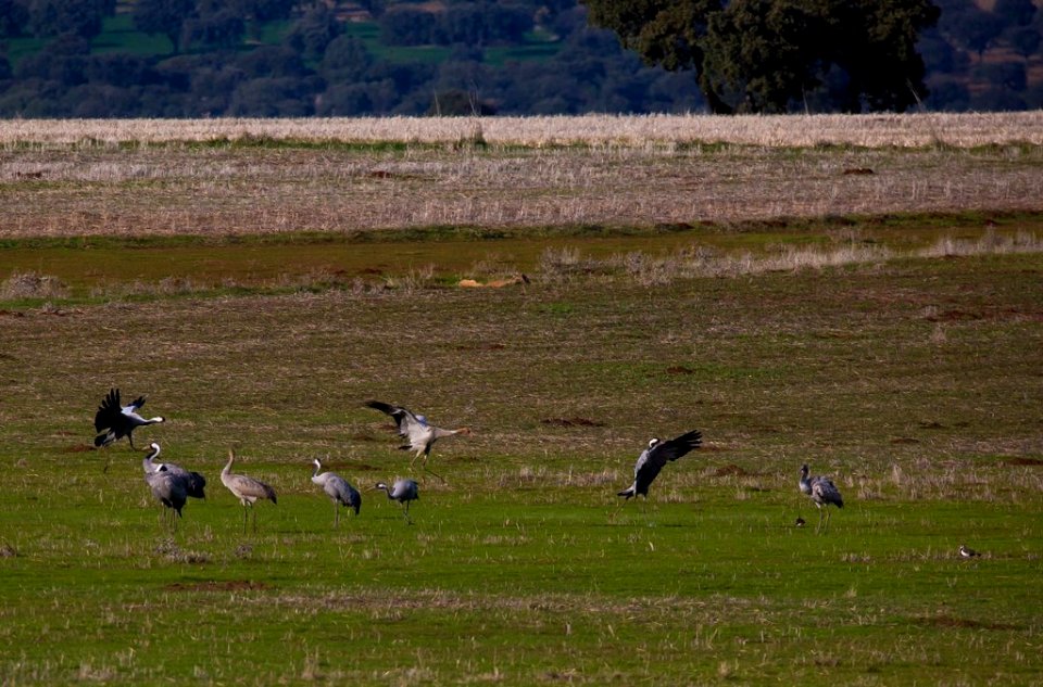 Esteparias ZEPA alto Guadiato