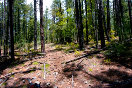 Dorsey Trail No. 7