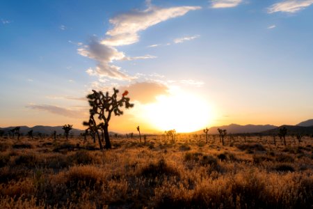 Joshua trees in Queen Valley at sunset photo