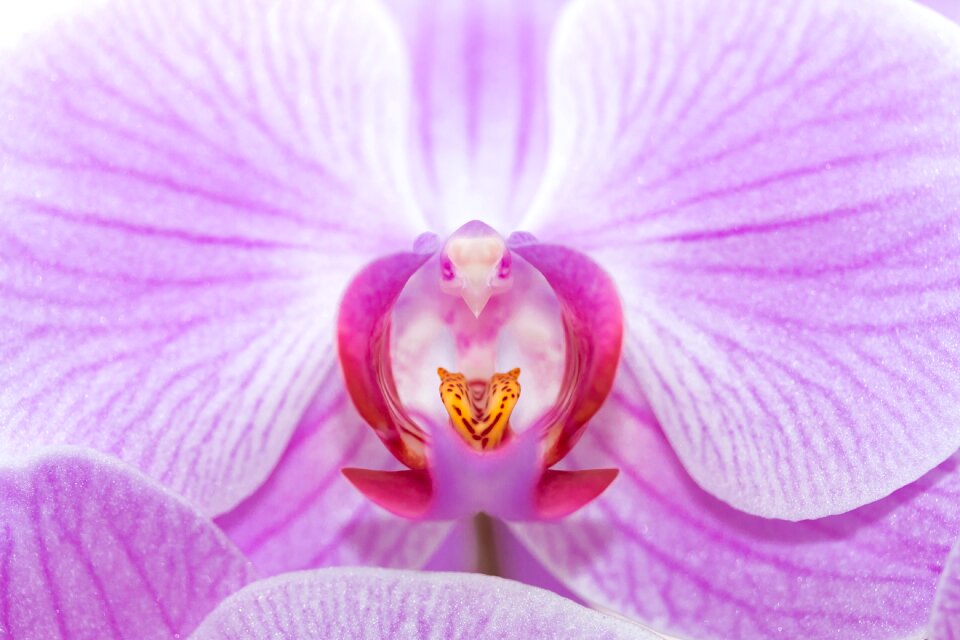 Bloom color beauty
