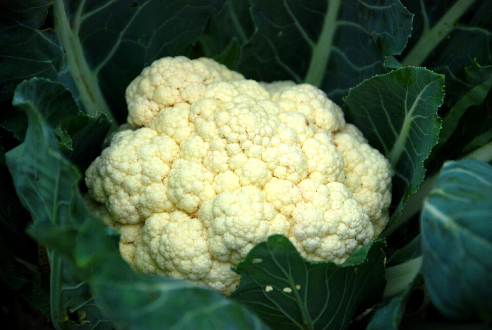 Food fresh vegetarian