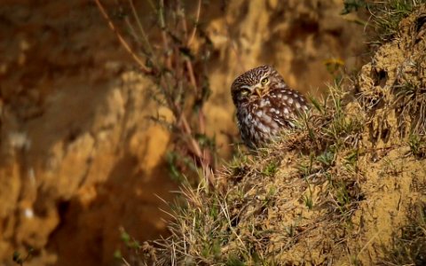 Un día de hide en la campiña de Córdoba
