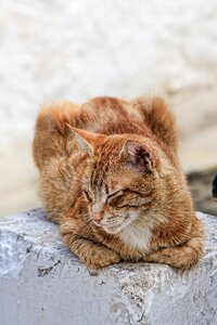 Domestic cat pet red cat