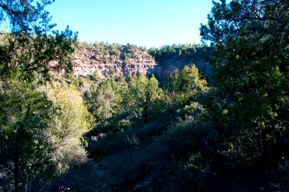 Fossil Springs Wilderness: Springs Area