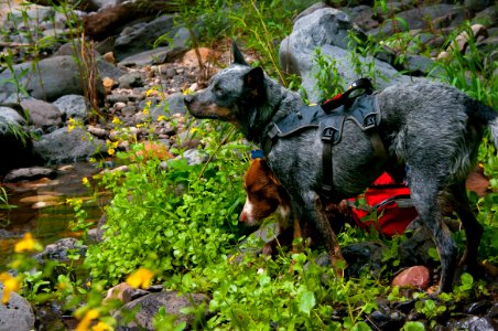 Little L.O. Trail No. 6