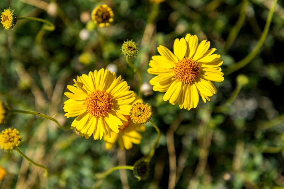 Brittlebrush (Encelia farinosa)