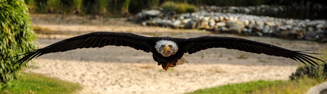 Falconry locarno raptors