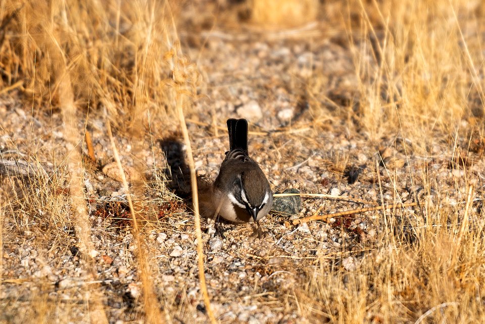 Black-throated sparrow (Amphispiza bilineata)