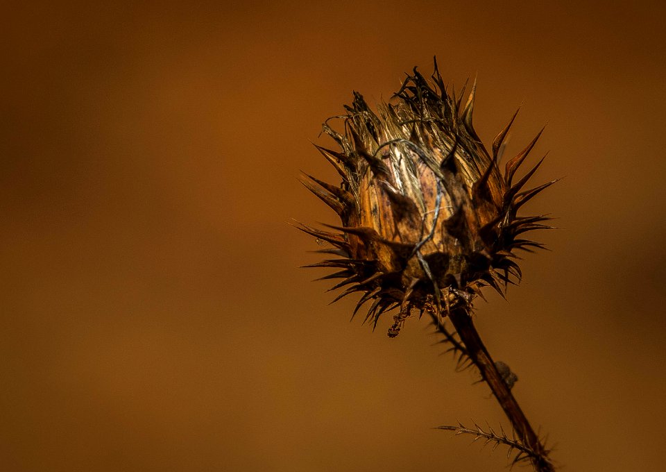 Otoño en Sierra MOrena