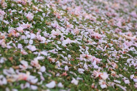 Nature pink flower scatter