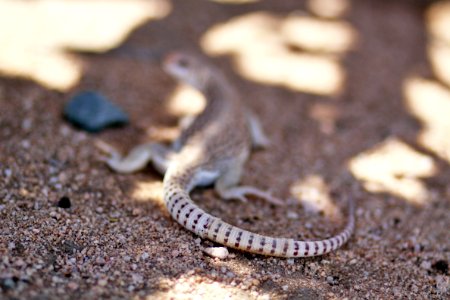 Desert Iguana shedding skin photo