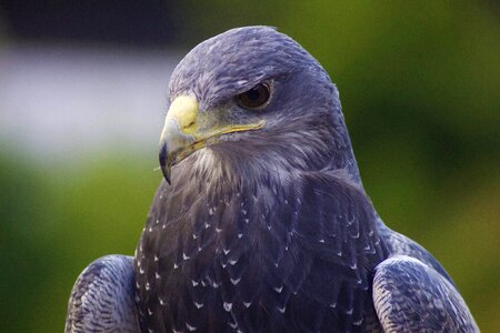 Beak falcon feather