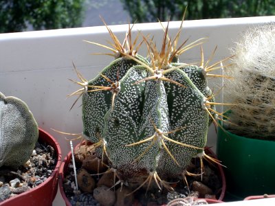 ASTROPYTUM ORNATUM V MIRBELLI [Author PTKS Public Domain]