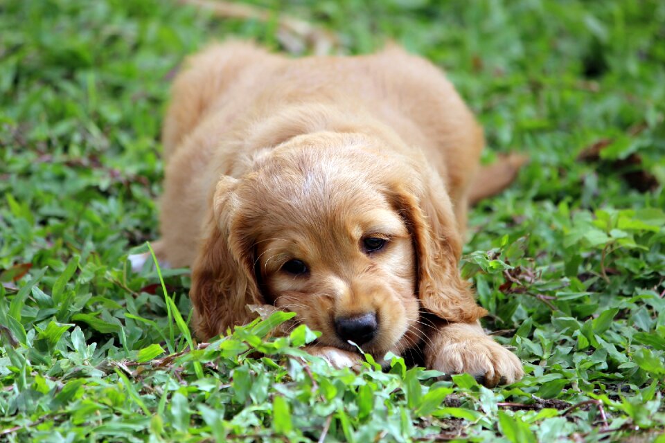 Domestic animal dog cute