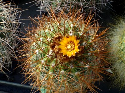 Parodia rauschii [Author PTKS Public Domain]