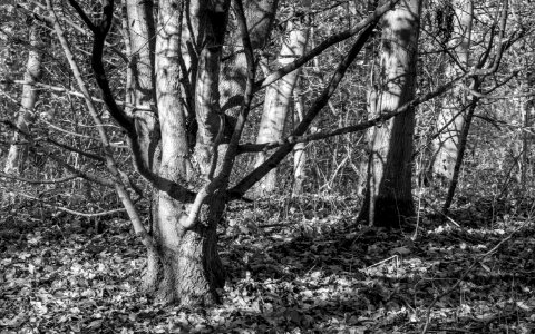 Woodland, Croughton/Stoak area, Cheshire, UK, 2020.