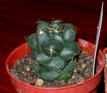 Coryphantha maiz-tablasensis [Author PTKS Public Domain]
