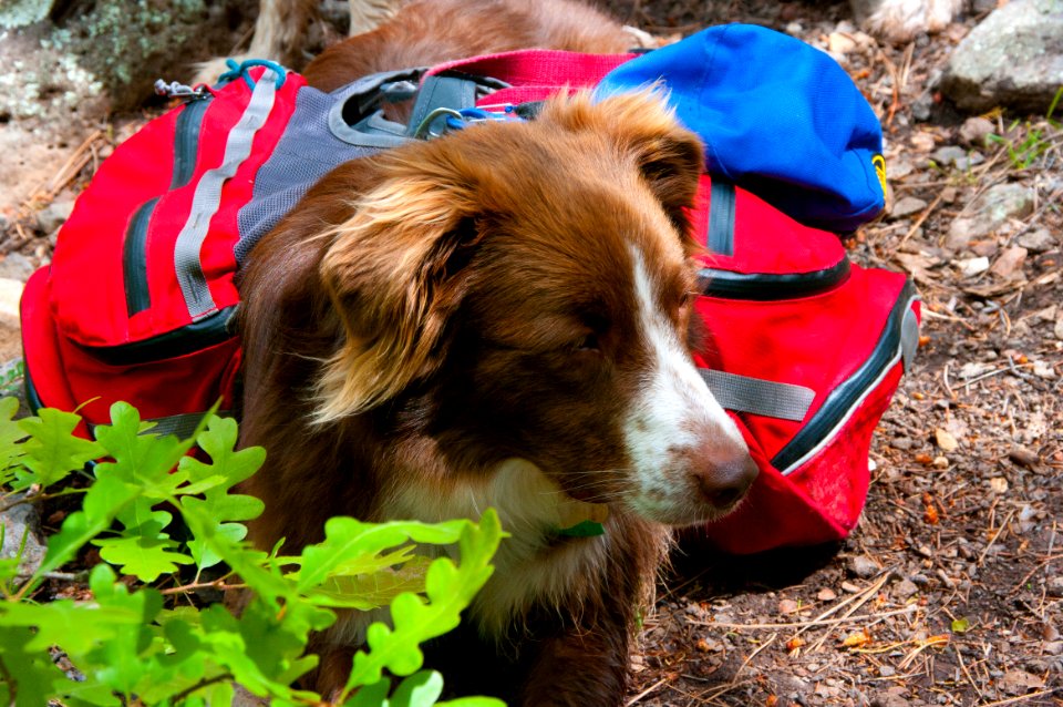 Little L.O. Trail No. 6