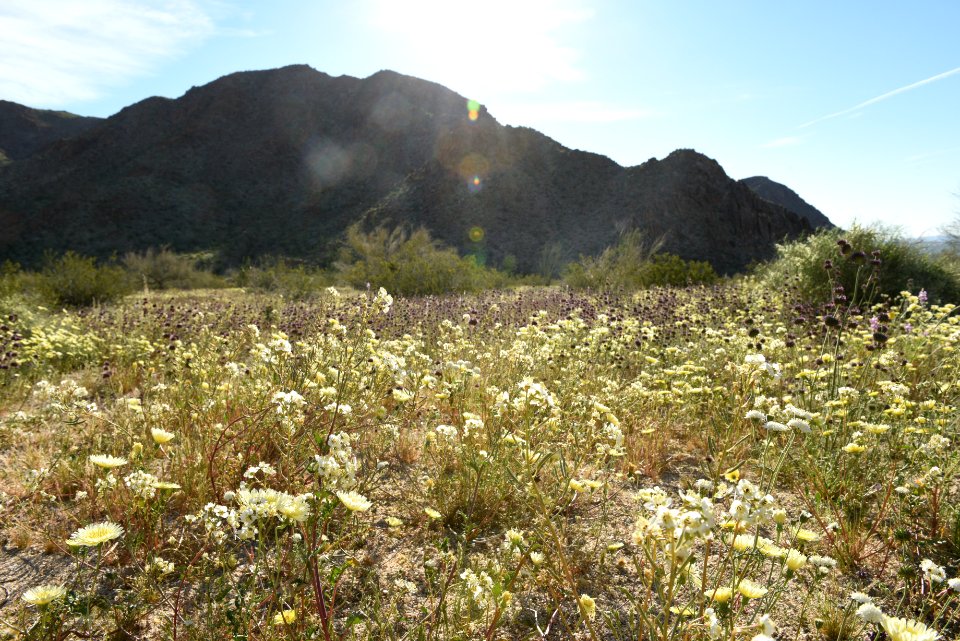 Wildflowers near Cottonwood