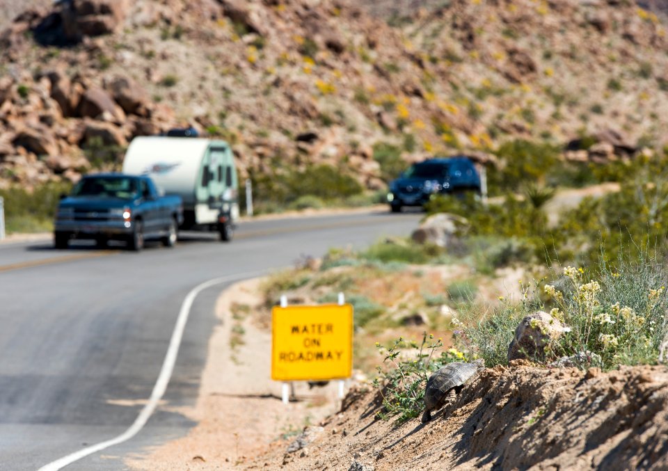 Tortoise crossing Pinto Basin Road