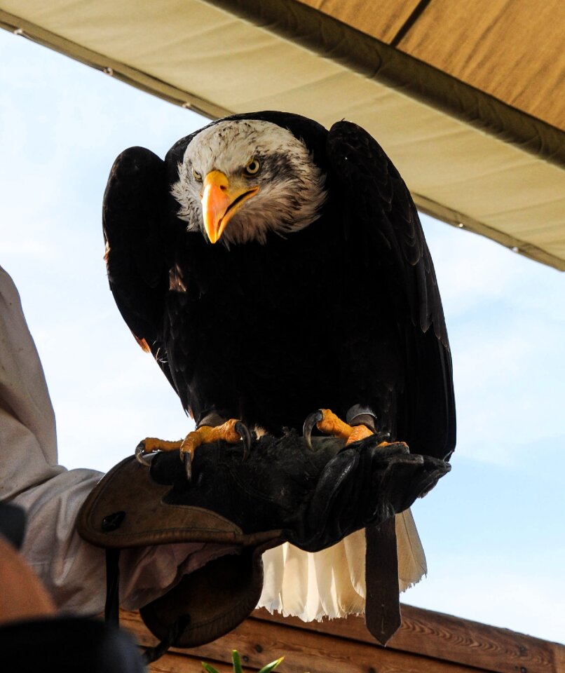 Falconry locarno raptors
