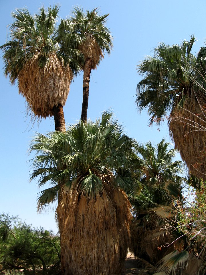 Oasis of Mara; Twentynine Palms, CA