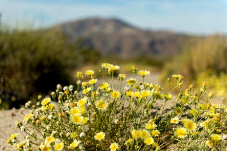 Smooth desert dandelion (Malacothrix glabrata) in the Pinto Basin