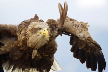 Wildlife predator flying