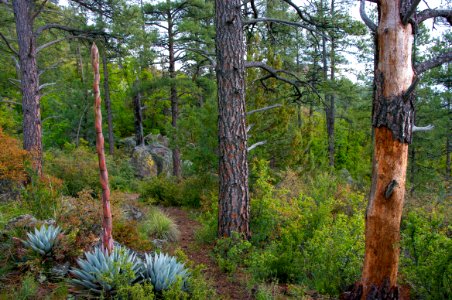 Kelsey Trail No. 3