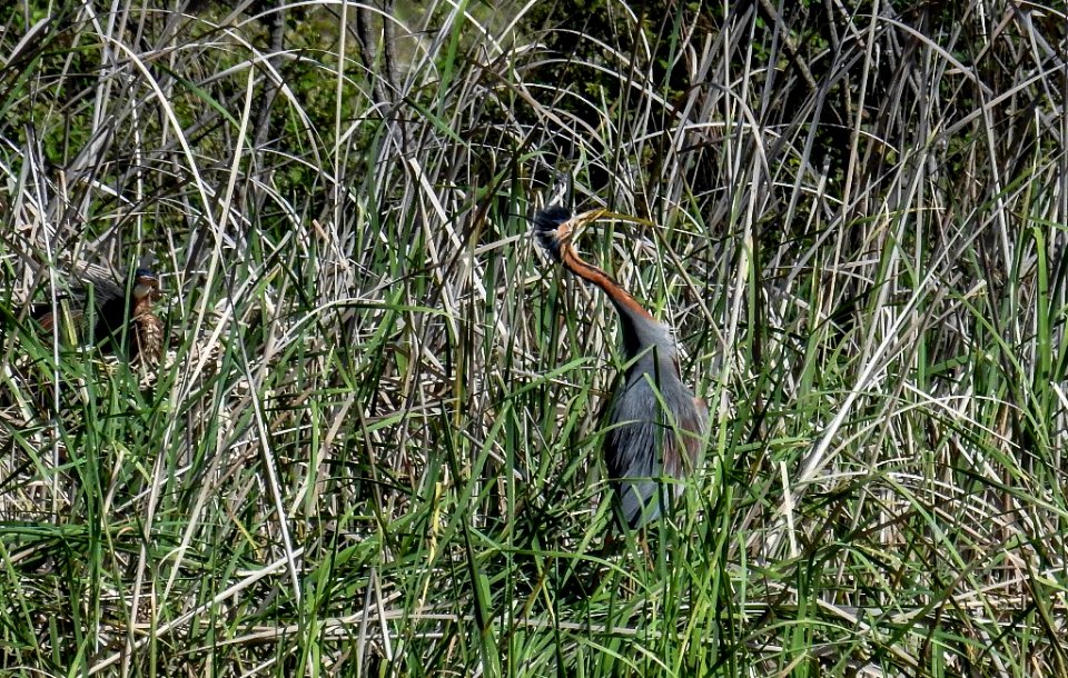 Garza Imperial Guadalquivir III01