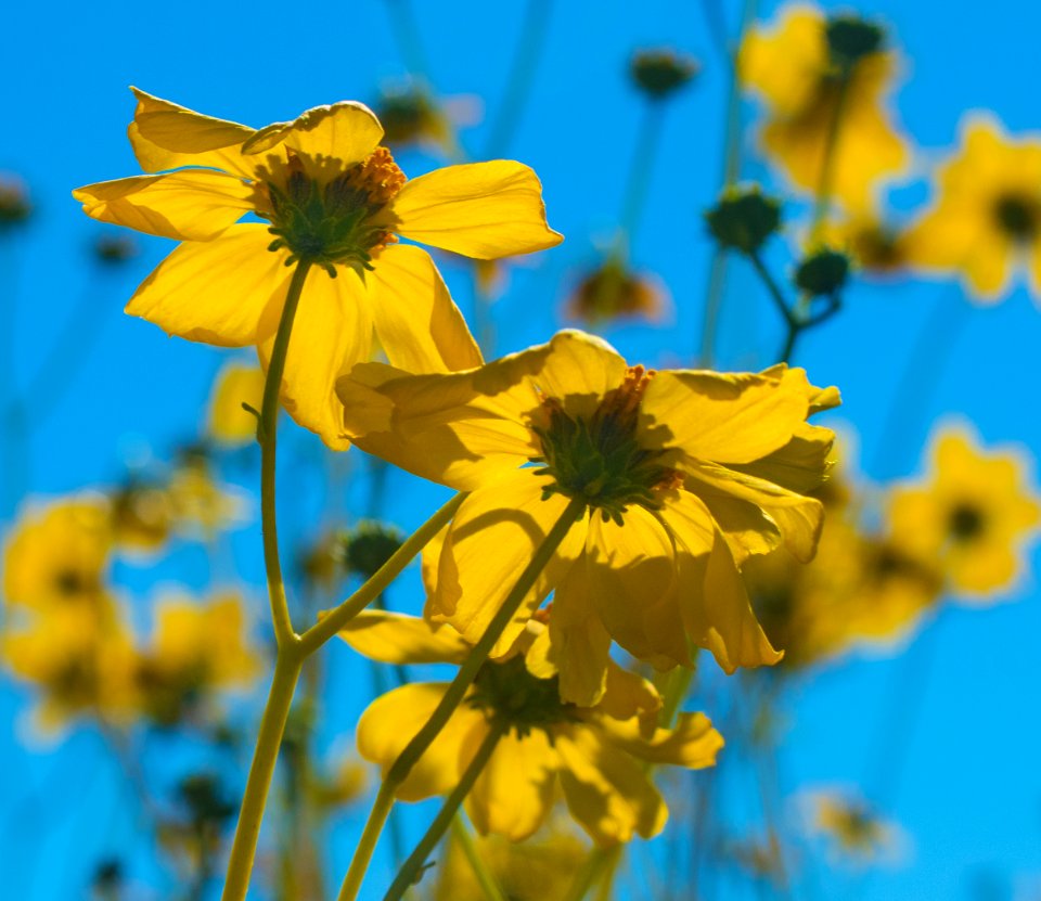Desert Gold Bloom