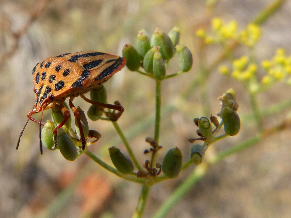 Orange insect seeds
