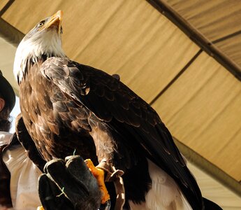 Falconry locarno raptors