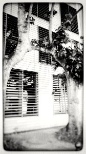 Two trees in love,in the city