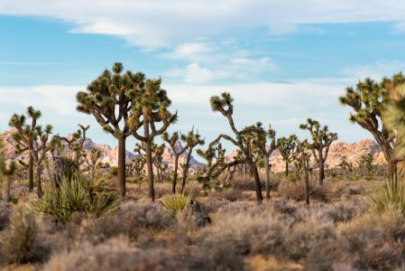Joshua trees (Yucca brevifolia) growing in Lost Horse Valley