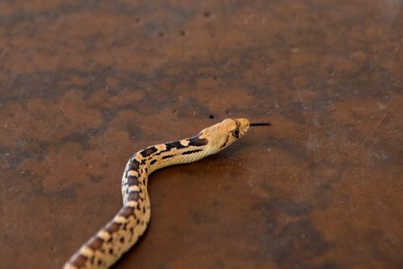 Juvenile gopher snake at Oasis Visitor Center photo