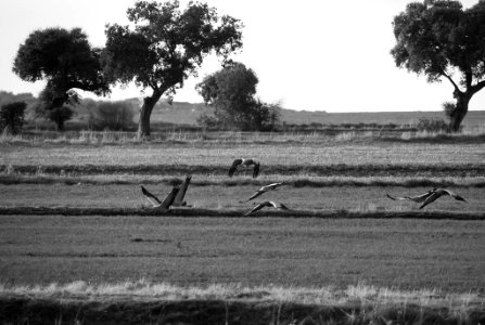 Esteparias ZEPA alto Guadiato