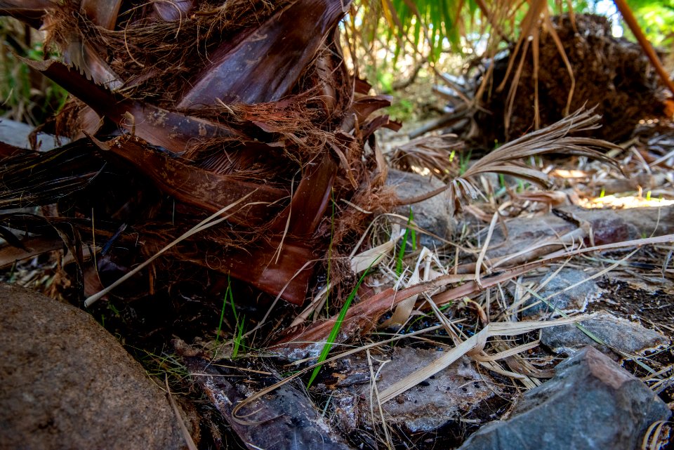 Palm Tree Seedlings