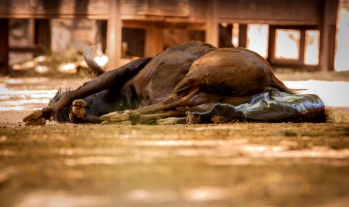 Parto en el zoo de Córdoba